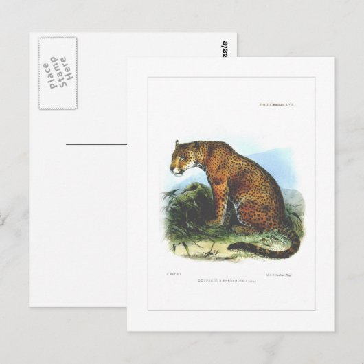 ジャガー ポストカード (正面/裏面)