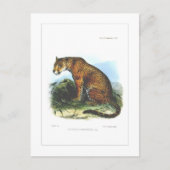 ジャガー ポストカード (正面)