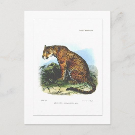 ジャガー ポストカード (正面)