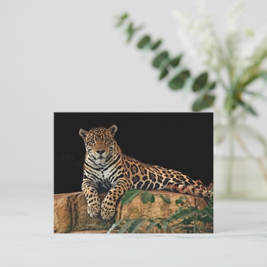 ジャガー ポストカード (スタンド正面)