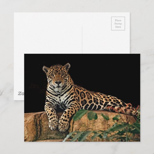 ジャガー ポストカード (正面/裏面)