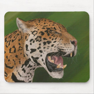 ジャガー マウスパッド