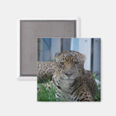 ジャガー マグネット (正面/裏面)