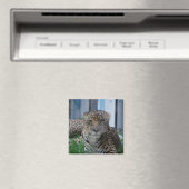 ジャガー マグネット (インサイチュ (食洗機))