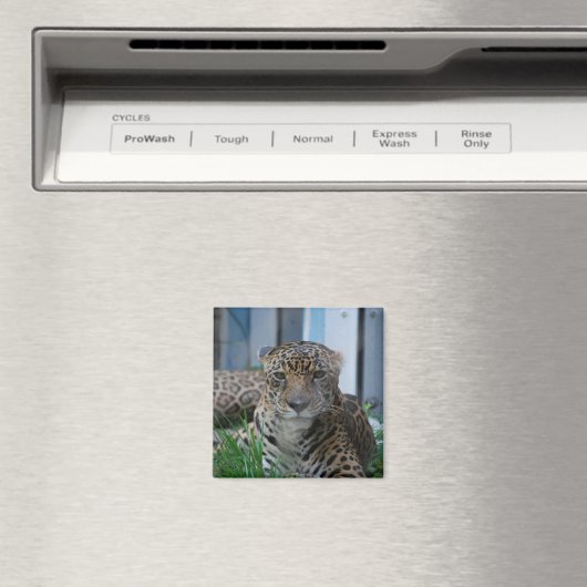 ジャガー マグネット (インサイチュ (食洗機))