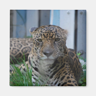 ジャガー マグネット