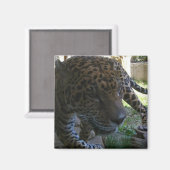 ジャガー マグネット (正面/裏面)