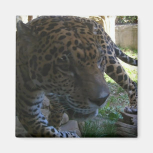 ジャガー マグネット