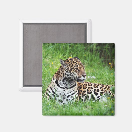 ジャガー マグネット (正面/裏面)