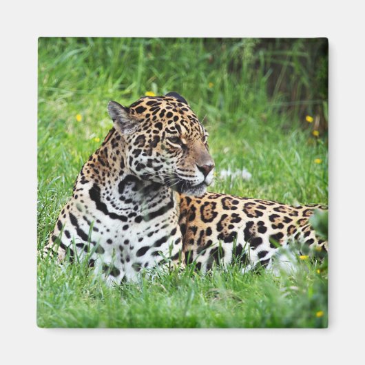 ジャガー マグネット (正面)