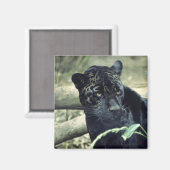 ジャガー マグネット (正面/裏面)