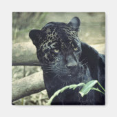 ジャガー マグネット (正面)