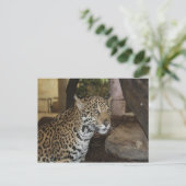 ジャガー# 13 ポストカード (スタンド正面)