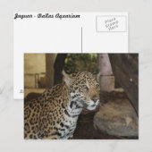 ジャガー# 13 ポストカード (正面/裏面)