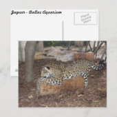 ジャガー# 9 ポストカード (正面/裏面)