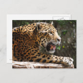 ジャガーIII ポストカード (正面/裏面)