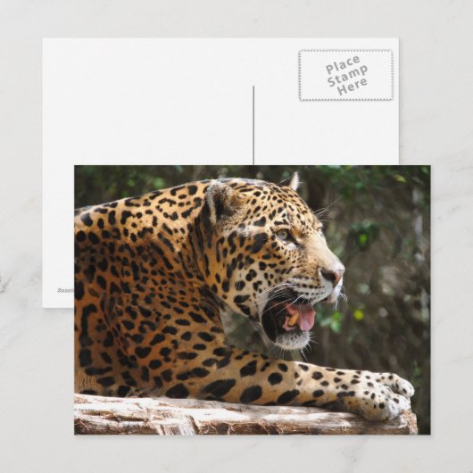 ジャガーIII ポストカード (正面/裏面)