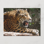 ジャガーIII ポストカード (正面)