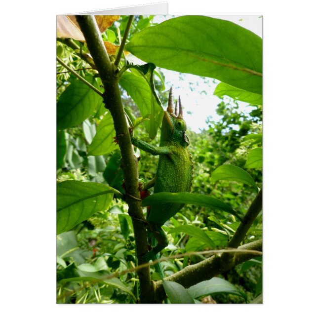 ジャクソンのカメレオン (正面)