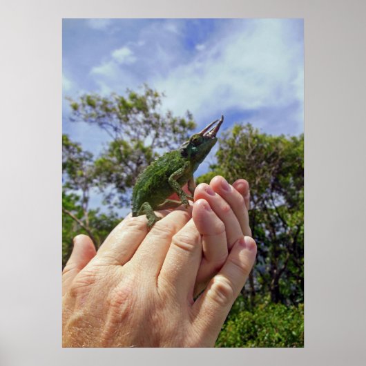 ジャクソンカメレオン ポスター (正面)