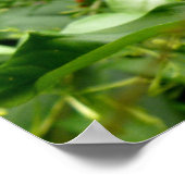 ジャクソンカメレオン ポスター (角)