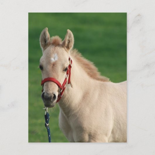 ジャク ポストカード (正面)