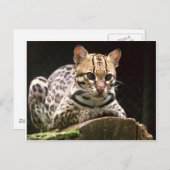 ジャグアティリカ ポストカード (正面/裏面)