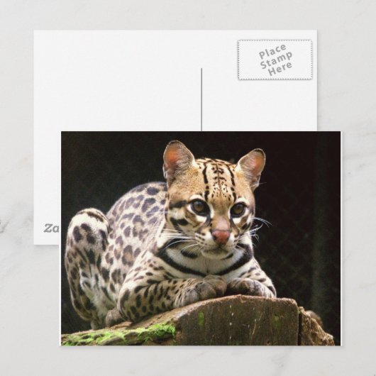 ジャグアティリカ ポストカード (正面/裏面)