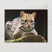 ジャグアティリカ ポストカード (正面)