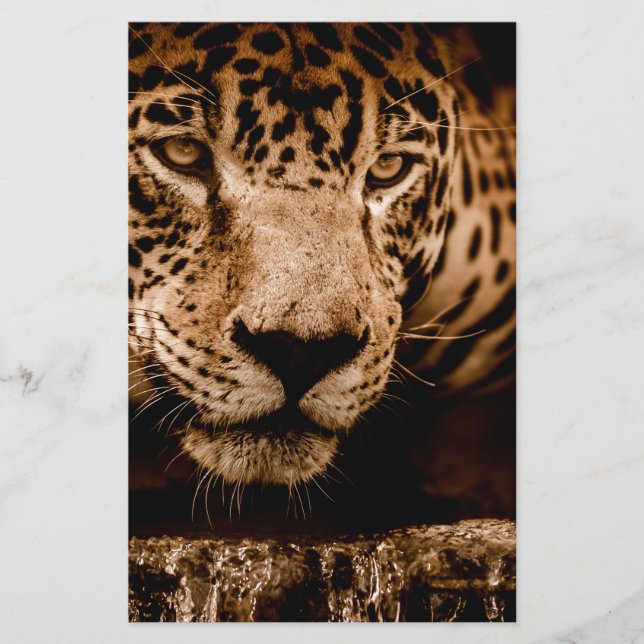 ジャグー水ストーカー目 (正面)