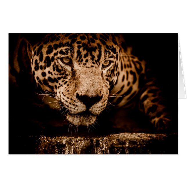 ジャグー水ストーカー目 (正面横)