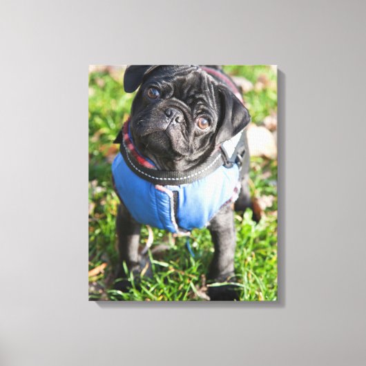 ジャケットを着た黒いパグの子犬 キャンバスプリント (正面)