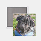 ジャケットを着た黒いパグの子犬 マグネット (正面/裏面)