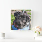 ジャケットを身に着けている黒いパグの子犬 スクエア壁時計 (ホーム)