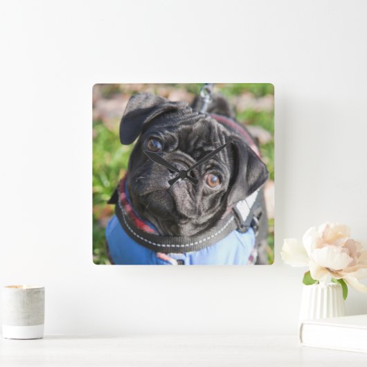 ジャケットを身に着けている黒いパグの子犬 スクエア壁時計