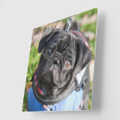 ジャケットを身に着けている黒いパグの子犬 スクエア壁時計 (傾斜)