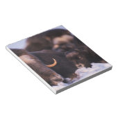 ジャコウウシ, Ovibos moschatus, 子牛を伴った雌牛 ノートパッド (アングル)