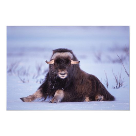 ジャコウウシ, Ovibos moschatus, 若い雄 フォトプリント (正面)
