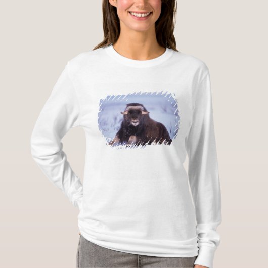 ジャコウウシ, Ovibos moschatus, 若い雄 Tシャツ (正面)
