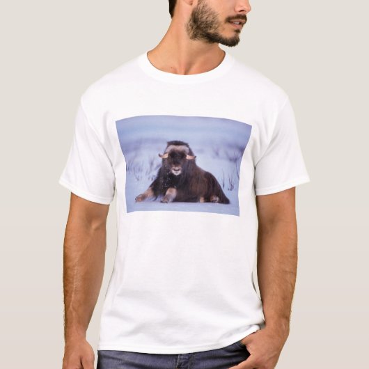 ジャコウウシ, Ovibos moschatus, 若い雄 Tシャツ (正面)