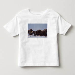 ジャコウウシ, Ovibos moschatus, 雄と雌 トドラーTシャツ