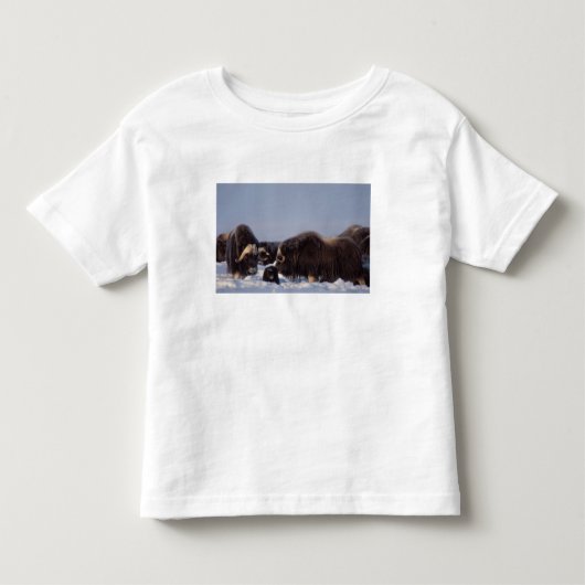 ジャコウウシ, Ovibos moschatus, 雄と雌 トドラーTシャツ (正面)