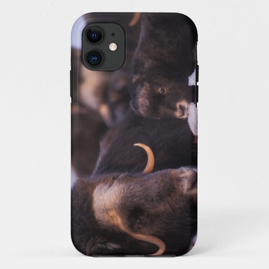 ジャコウオオシカ、Ovibos moschatus、子牛を伴う雌牛 Case-Mate iPhoneケース (裏面)