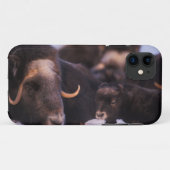 ジャコウオオシカ、Ovibos moschatus、子牛を伴う雌牛 Case-Mate iPhoneケース (裏面(横))