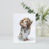 ジャコバン・ピジョン ポストカード (スタンド正面)