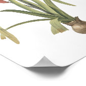 ジャコビーンリリー(Amaryllis formosissima)by Redoute ポスター (角)