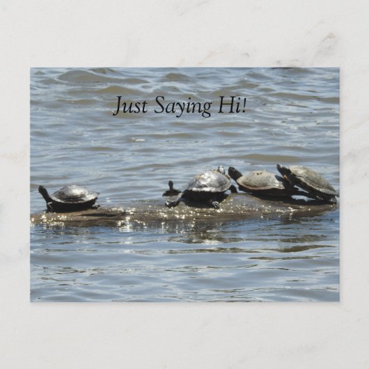 ジャストことわざこんにちは、かわいい亀が日光浴をする ポストカード (正面)