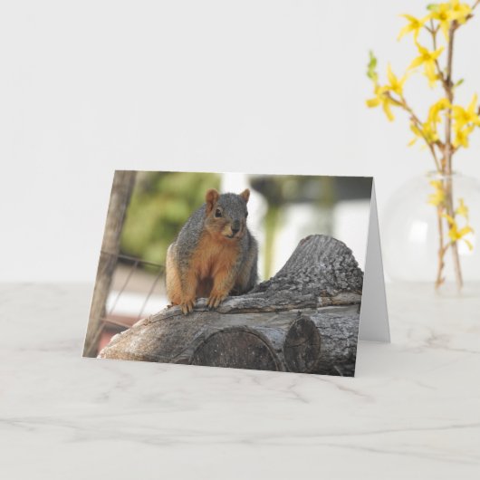 ジャストことわざハイ |かわいいリスの写真 カード (黄色い花)