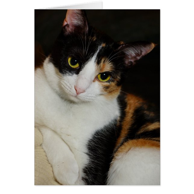 ジャストぶら下がったのまわりに (正面)