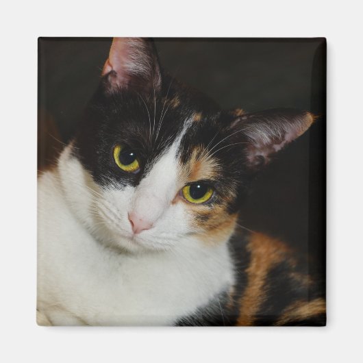 ジャストぶら下がったのまわりに マグネット (正面)